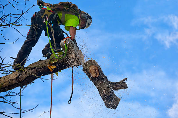 Tree and Shrub Care in Chardon, OH